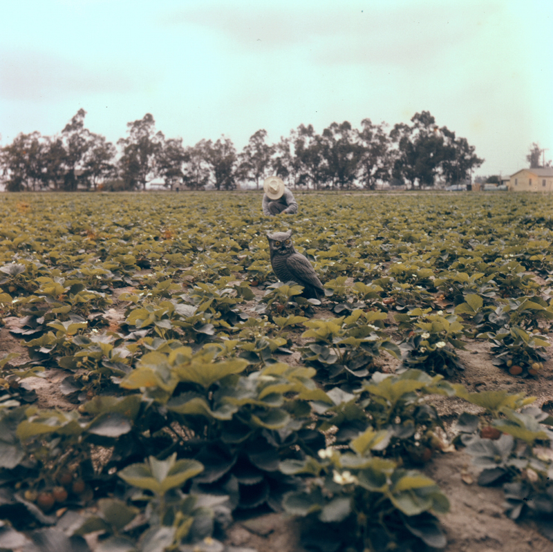 Illustration for article titled Photos of Orange County, Calif., When Oranges Actually Grew There